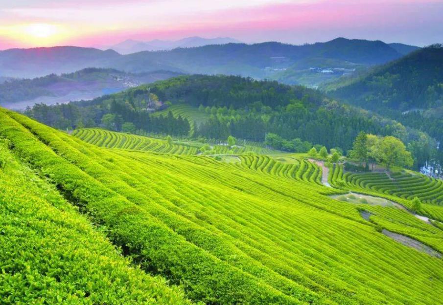 ����ʳƷ��������������