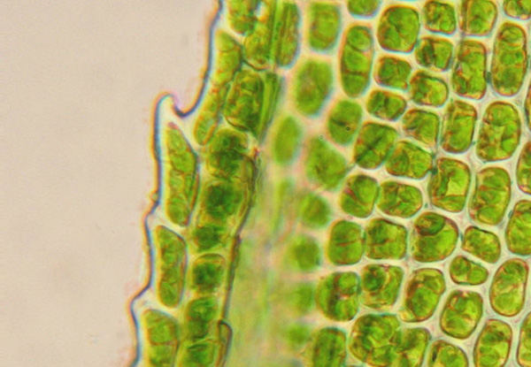 �����a(ch��n)�I(y��)����¡������� ���ϸ����a(ch��n)�I(y��)����Щ�����ϸ����ƣ����ϸ�����